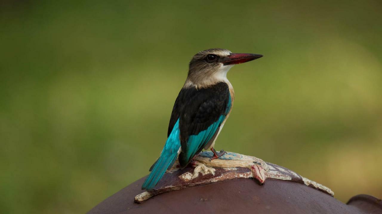 Hotel Kwalucia Private Safari Retreat Saint Lucia Estuary Esterno foto