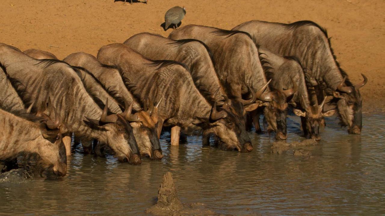 Hotel Kwalucia Private Safari Retreat Saint Lucia Estuary Esterno foto