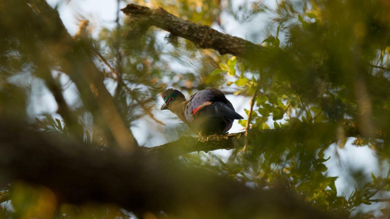 Hotel Kwalucia Private Safari Retreat Saint Lucia Estuary Esterno foto