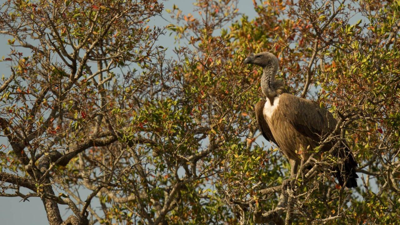 Hotel Kwalucia Private Safari Retreat Saint Lucia Estuary Esterno foto