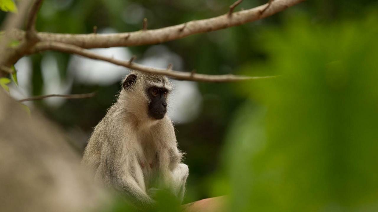 Hotel Kwalucia Private Safari Retreat Saint Lucia Estuary Esterno foto