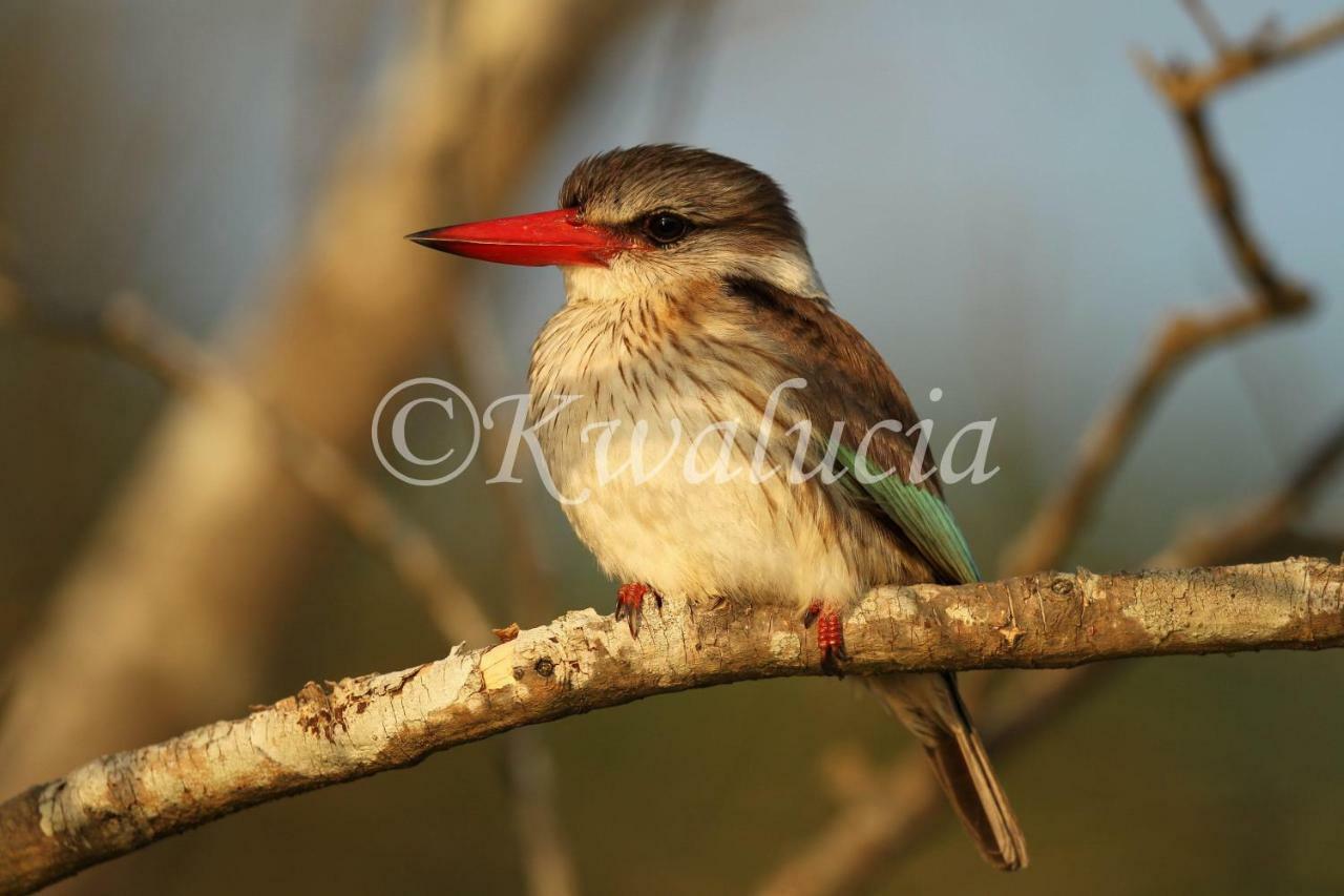 Hotel Kwalucia Private Safari Retreat Saint Lucia Estuary Esterno foto